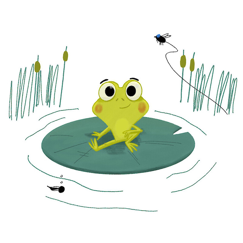 Frog sketch