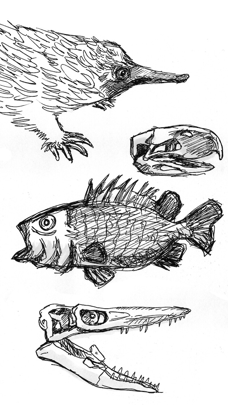 Sketches of items from the Natural History Museum collection, London.