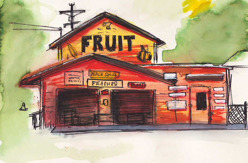 Peaches, watercolour, pen and ink