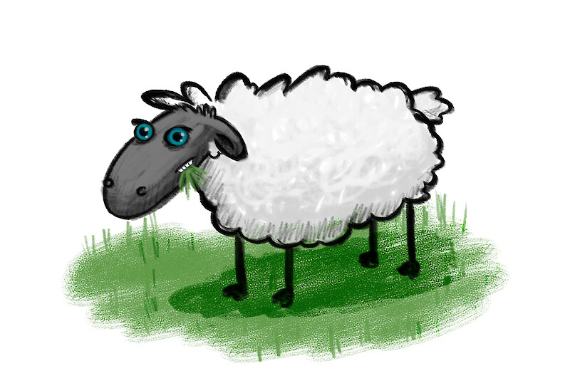 Sheep sketch