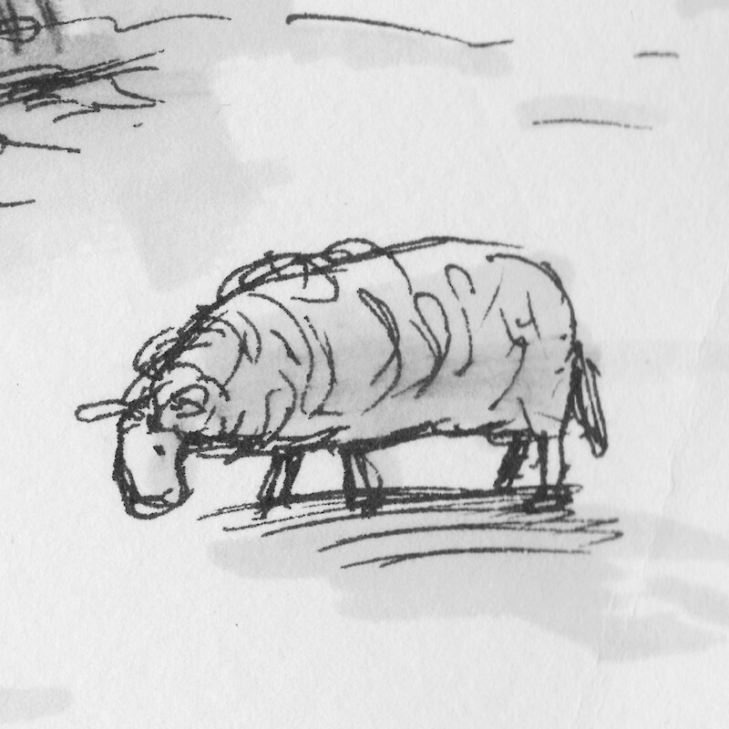 Tiny sheep